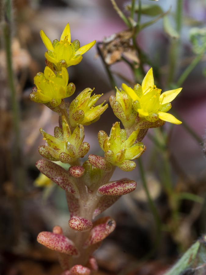 Sedum annuum / Borracina annua